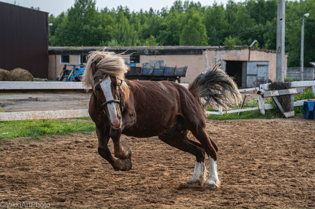 Лошадь по имени Лотос — фото КСК Середниково