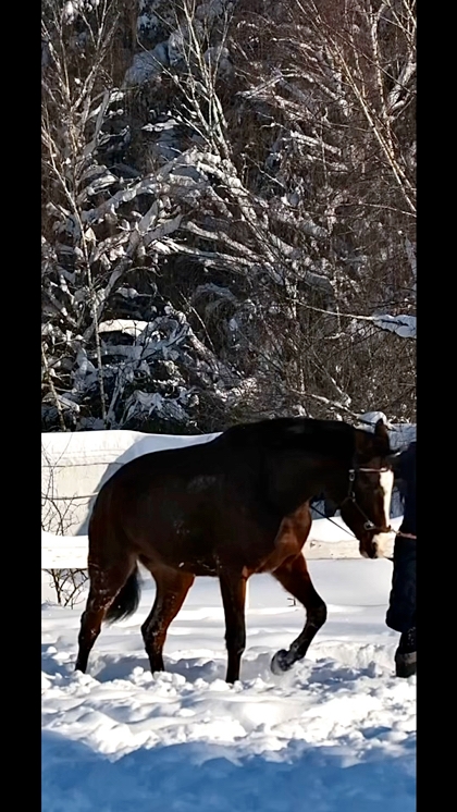 Новое видео клуба от 20.02.2026 — КСК Середниково