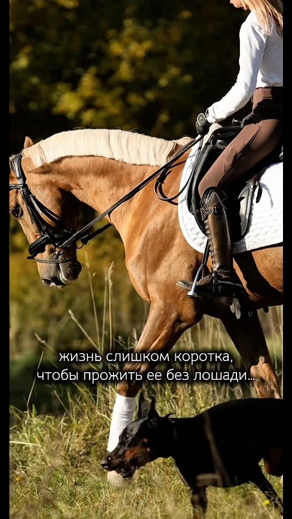 Жизнь с лошадью: мгновения красоты — КСК Середниково
